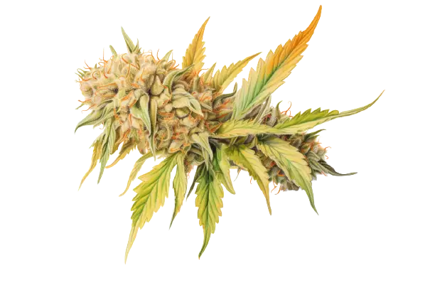 Eine farbenfrohe Pracht zeigt die Pflanze Cannabis, die eine besondere Wirkung hat und ihre Blätter und Blüte präsentiert. Eine farbenfrohe Cannabispflanze, die gerade ihre Blüten öffnet.